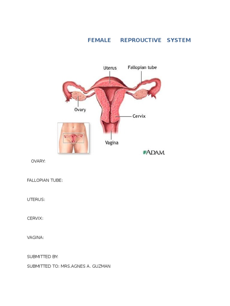 Female Reprouctive System | PDF