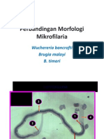 Perbandingan Morfologi Mikrofilaria