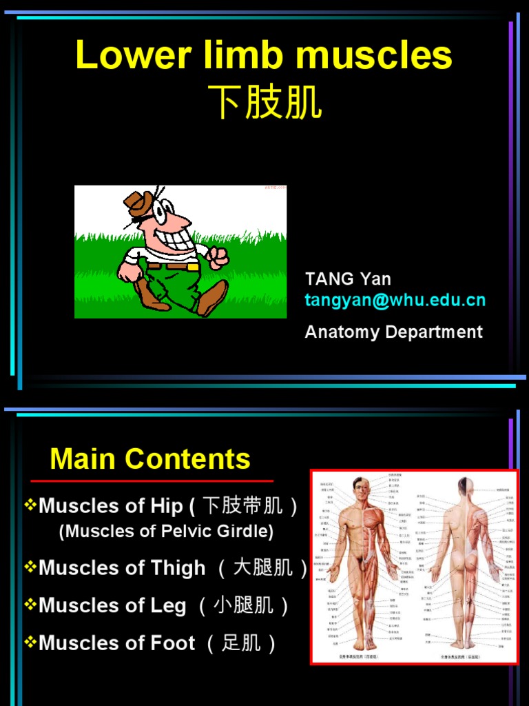 Lower Limb Muscle Anatomy | PDF | Foreign Language Studies | Wellness