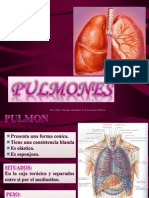 Pulmones