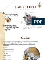 Maxilar Superior Anatomía 40