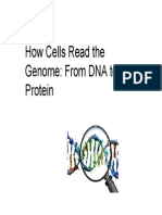 How Cells Read The Genome: From DNA To Protein