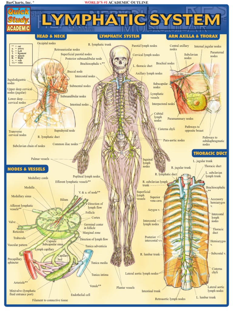 Quickstudy Lymphatic System Pdf Lymphatic System Lymph Node