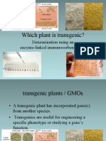 Which Plant Is Transgenic?: Determination Using An Enzyme-Linked Immunosorbent Assay