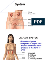 Gross Anatomy Urinary System 