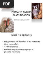 Primates and Its Classification
