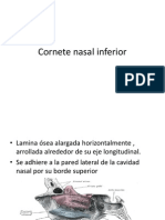 Copia de Cornete Nasal Inferior