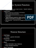 Nervous System Function: Neurons