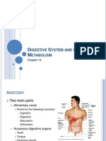 CH 14 Digestive System and Body Metabolism