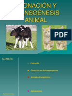 Clonacinytransgnesisanimal 2006