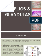 Epitelios y Glandulas