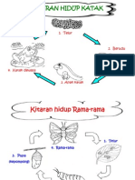 SAINS - Kitaran Hidup Haiwan