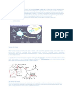 Parts of Neurons: Neurons (For Neurons (For