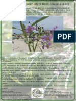 Solanum Glaucophyllum - Duraznillo de Bañado-Botanica