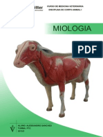 Miologia Ovelha