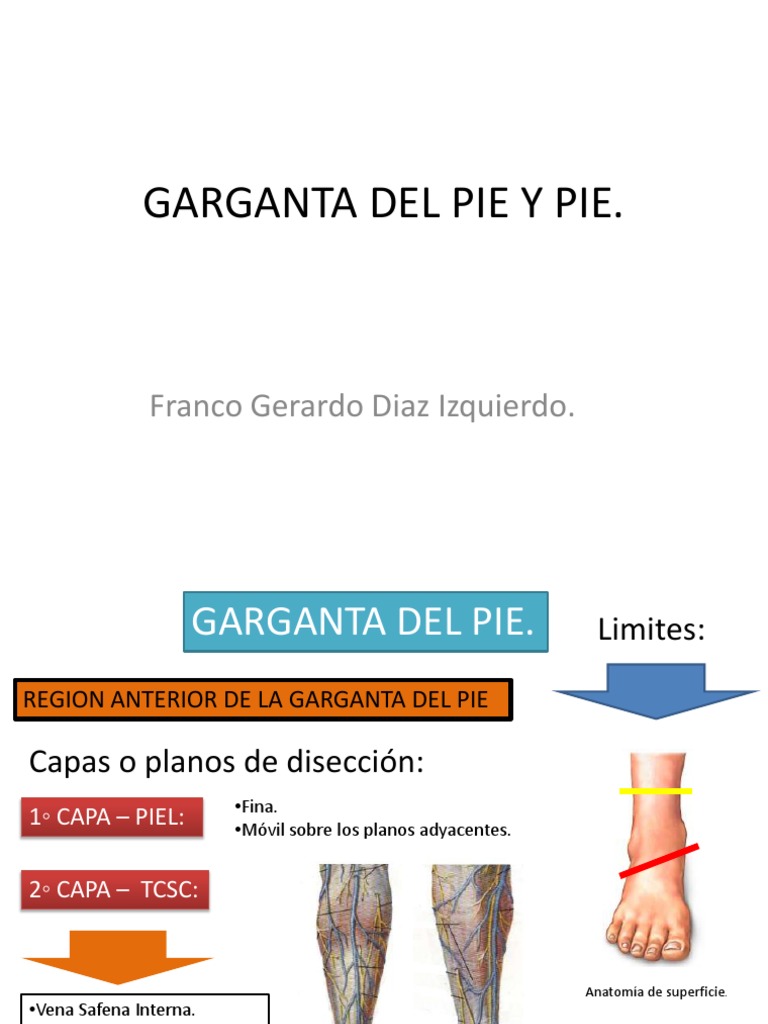 4. Garganta de Pie y Pie Pie Miembro inferior, anatomía