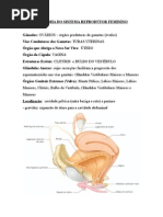 Aula7-Anatomia Do Sistema Reprodutor Feminino e Masculino