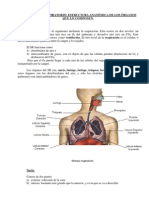 Aparato_respiratorio