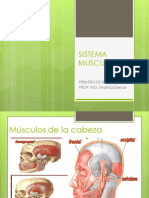 Sistema Muscular (1)