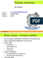 L04 Bone Tissue