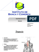 Kinesiología Estructura Musculos