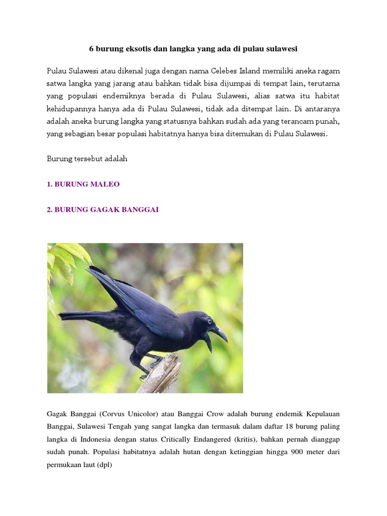 6 Burung Eksotis Dan Langka Yang Ada Di Pulau Sulawesi