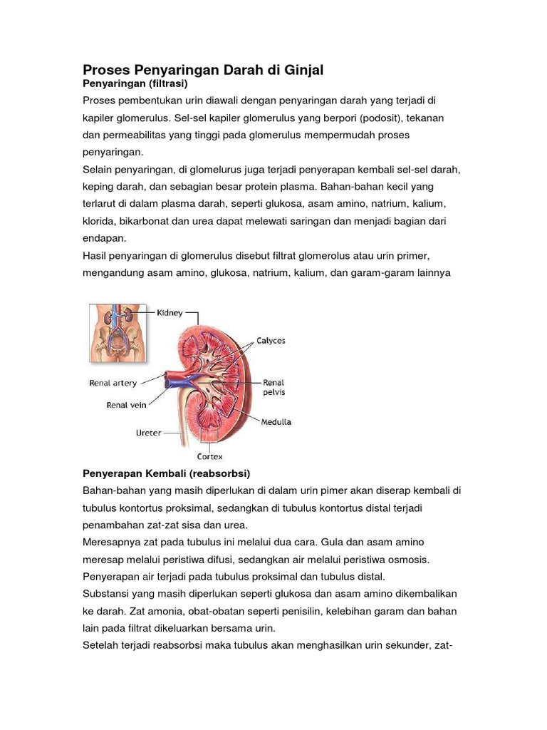 Proses Penyaringan Darah Di Ginjal Pdf