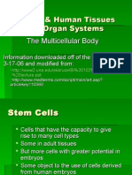 Animal & Human Tissues and Organ Systems The Multicellular Body
