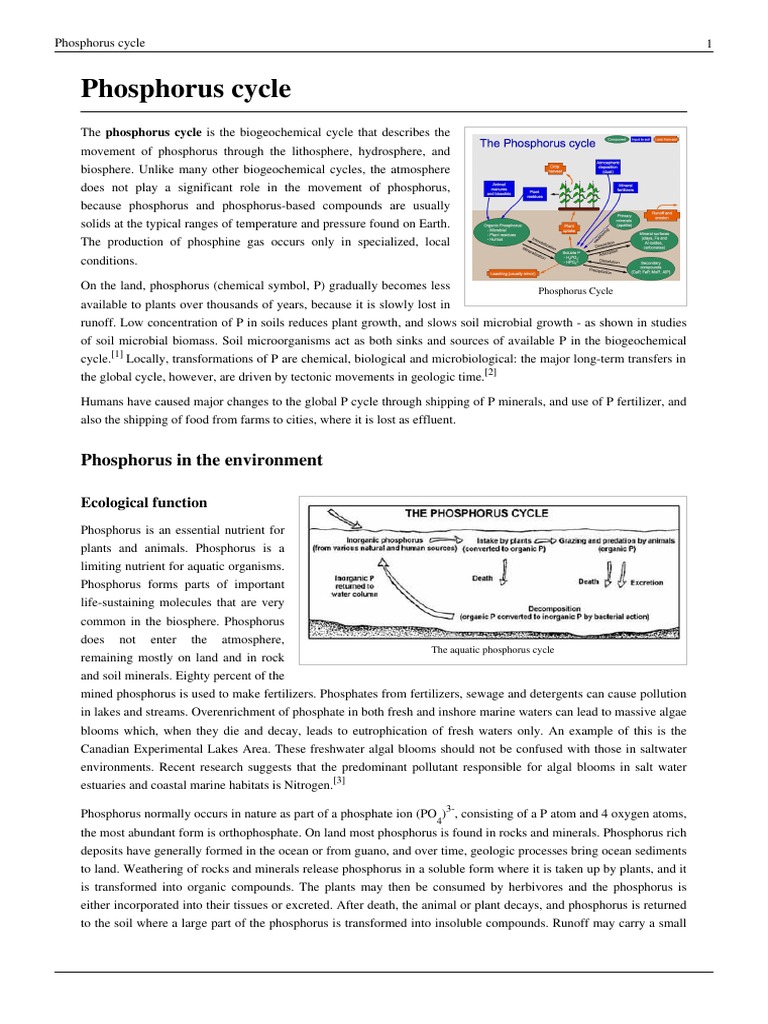 Phosphorus Cycle | PDF | Soil | Ecology