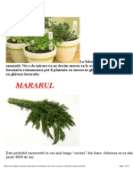 Mararul, Patrunjelul si Leusteanul cele mai cunoscute si benefice plante aromate | "Totpal's Daily News" – MT
