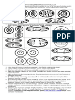 Taller Mitosis y Meiosis