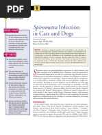 Download CF-Spirometra nfection in cats and dogs by taner_soysuren SN23745522 doc pdf
