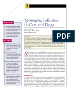 C+F-Spirometra İnfection in Cats and Dogs