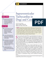 C+F-Supraventricular Tachycardias in Dogs and Cats
