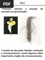 Aula 3 - Órgãos Vegetais