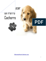 Como Educar Un Perro Cachorro