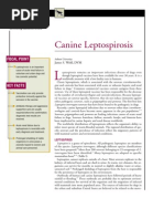 Download Canine Leptospirosis by taner_soysuren SN23747866 doc pdf