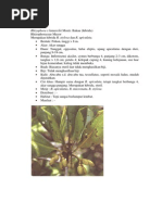 Download Rhizophora x Lamarckii Montr by Ditta Ria Arini SN237499119 doc pdf