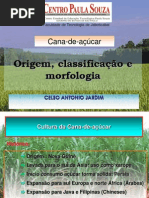 1º Aula MORFOLOGIA , CLASSIFICAÇÃO E ORIGEM DA CANA 2014.ppt