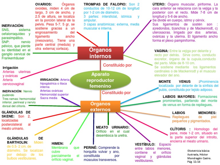 Mapa Conceptual Anatomia Aparato Reproductor Femeninopptx