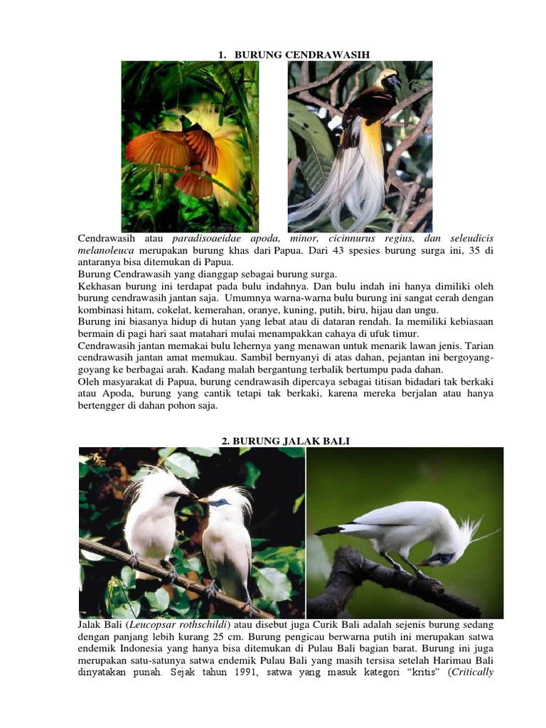 880+ Gambar Burung Elang Dan Ciri Cirinya Gratis Terbaru