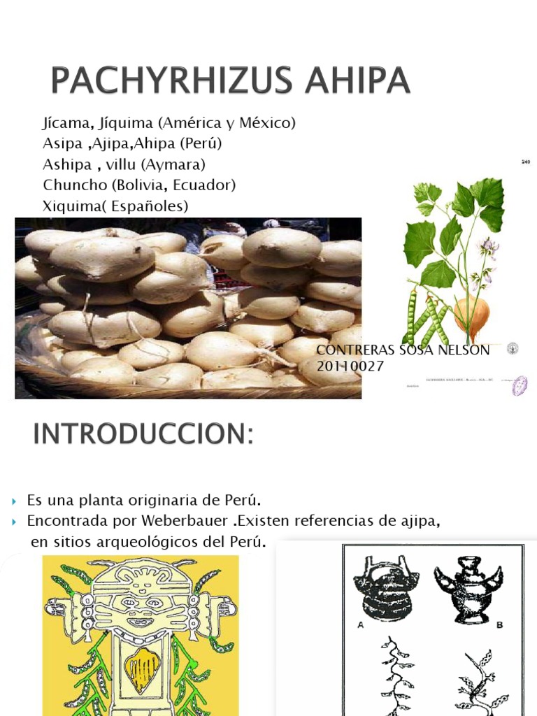 Propiedades y usos de la ajipa | PDF | Plantas | Organismos