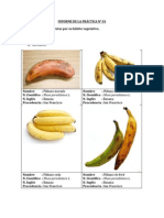 Informe de La Práctica N 01 de Fruti