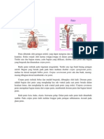 Anatomi & Histologi Penis