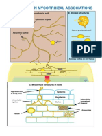 Glomalean Mycorrhizal Associations: A. External Mycelium in Soil B. Storage Structures