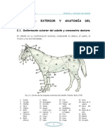 Exterior y Anatomia Del Caballo