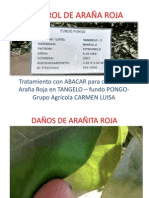 Control de Araña Roja - Agricola Carmen Luisa S.A.C.