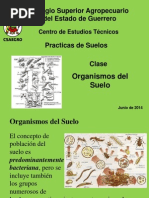 Organismos Del Suelo