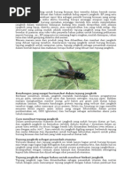 Download Budidaya jangkrik by ReyesRainbowErizal SN238029855 doc pdf