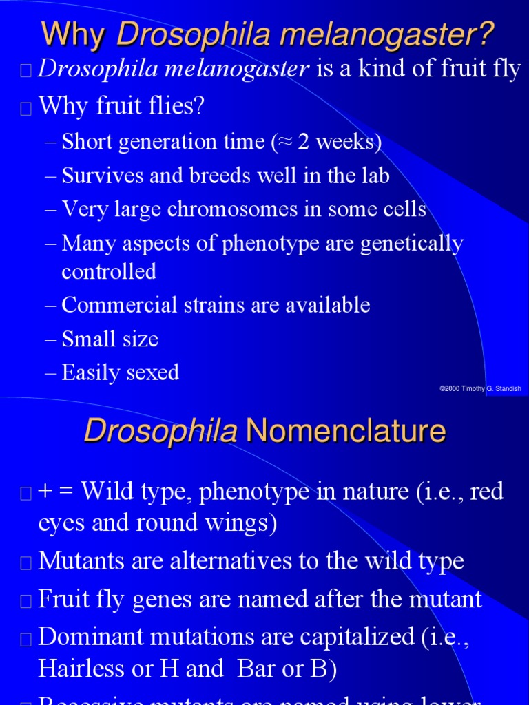 Drosophila melanogaster Overview and Nomenclature | PDF | Drosophila ...